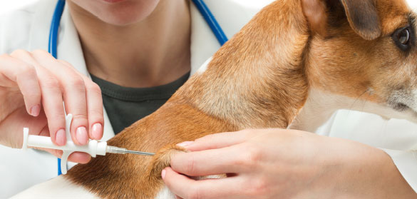 Veterinary